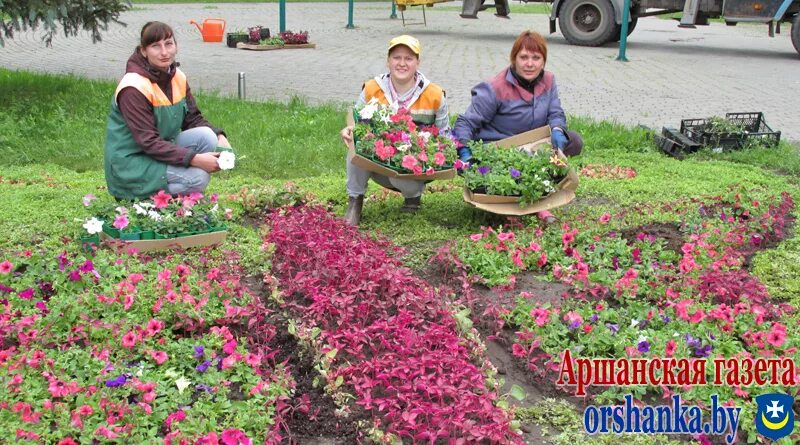 Цветовод орша. Цветовод орша