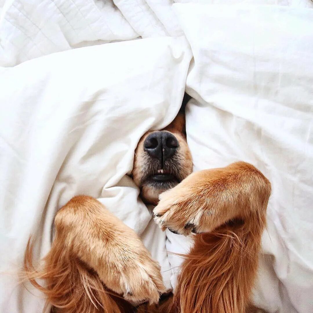 добрая собачка. пожелания с добрым утром с собачками. милые щенки доброе утро. хаски добрые. собака в кружке.