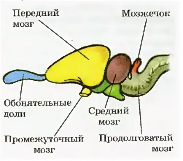 Головной отдел ящерицы. Схема строения головного мозга пресмыкающегося. Строение головного мозга черепахи. Головной мозг пресмыкающегося схема. Строение головного мозга пресмыкающиеся.