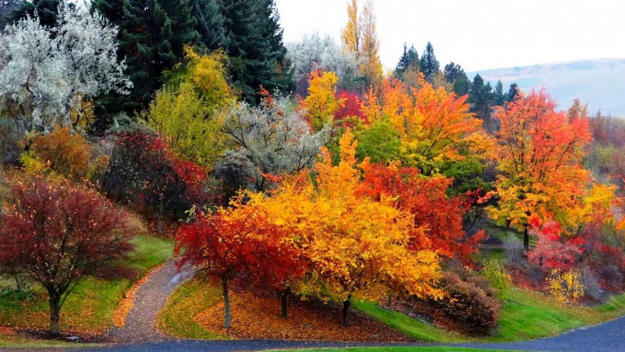 Кленовый лист яркий. Иван алексеевич бунин листопад. Красочный сентябрь. Сентябрь природа. Осенний клен заболоцкий.
