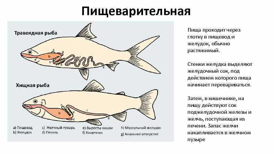 Почему численность растительноядных рыб. Пищеварительное строение рыб. Пищеварительная система хищных рыб. Функции пищеварительной системы у рыб. Пищеварительная система хрящевых рыб.