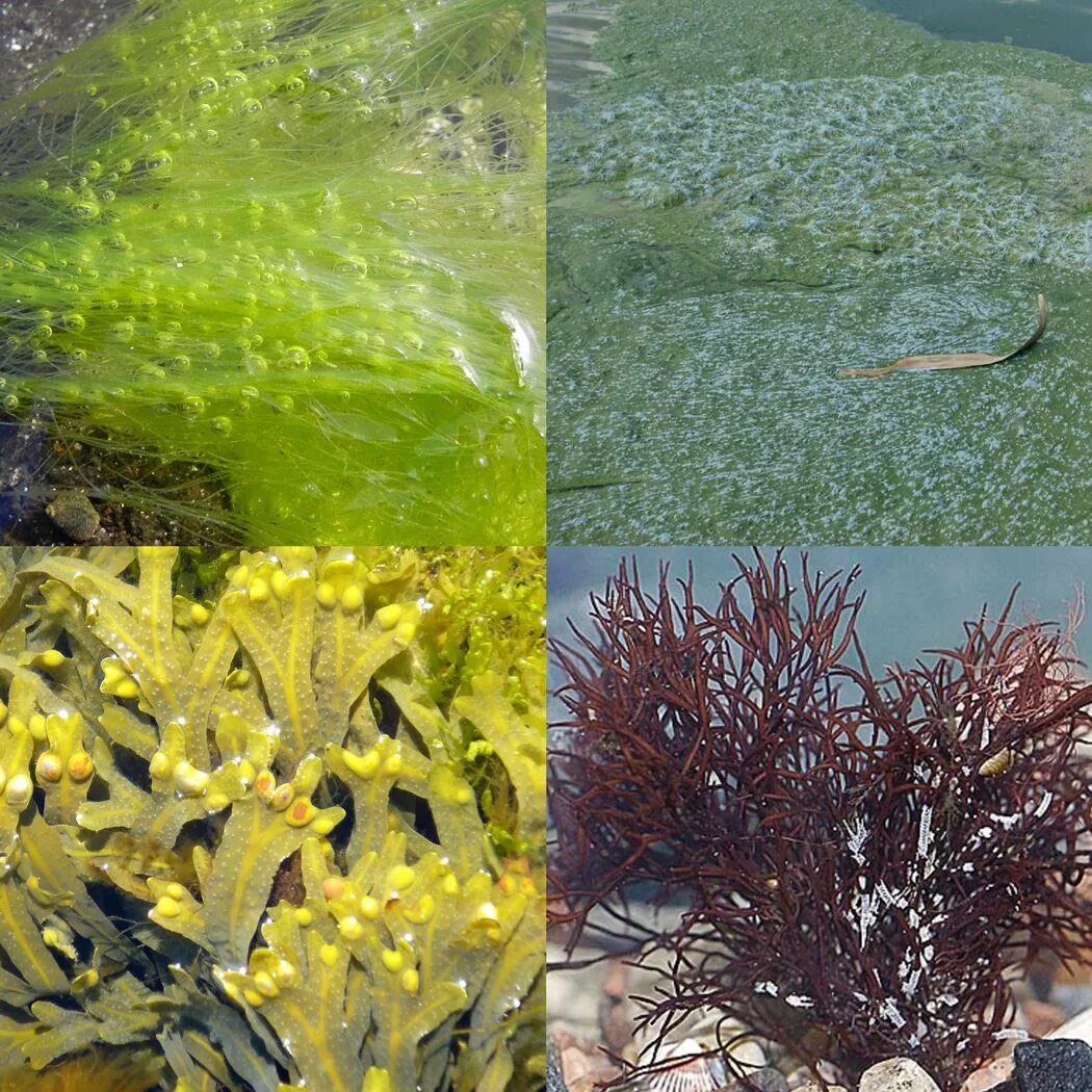 Фукус среда обитания. Стигма у ламинарии. Пресноводные водоросли съедобные. Ксантофилловые водоросли.