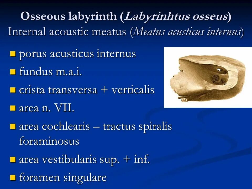 Внутреннее основание черепа анатомия. Meatus acusticus internus на височной кости. Canalis acusticus internus. Canalis facialis. Через meatus acusticus internus.