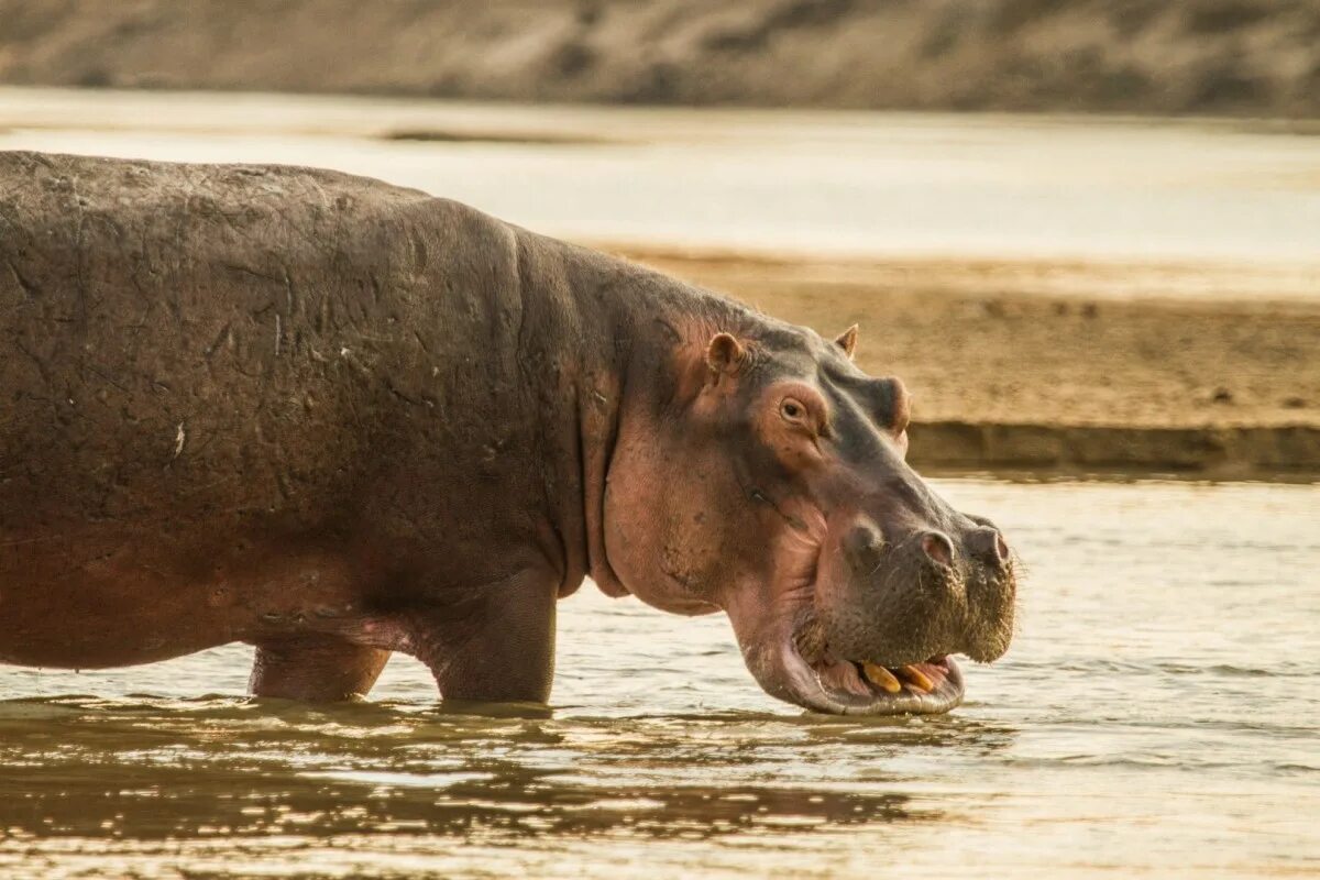 Норта hippo