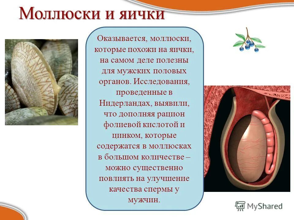 Щавель персик ракушка половые губы форма фото. Моллюск на половых органах.