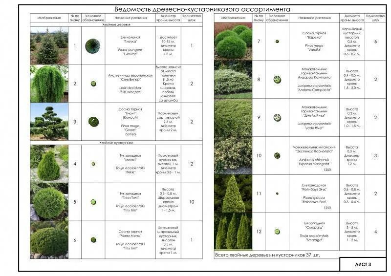 Размер хвойных растений. Схема посадки хвойников с кустарниками. Ассортимент деревьев и кустарников для озеленения. План зеленых насаждений. Композиции древесно-кустарниковых насаждений.