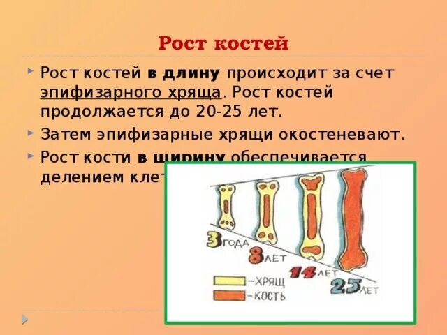 Рост трубчатых костей в толщину. Рост костей в длину осуществляется за счет. Рост кости в длину и ширину. Рост кости в длину. Рост костей в ширину.