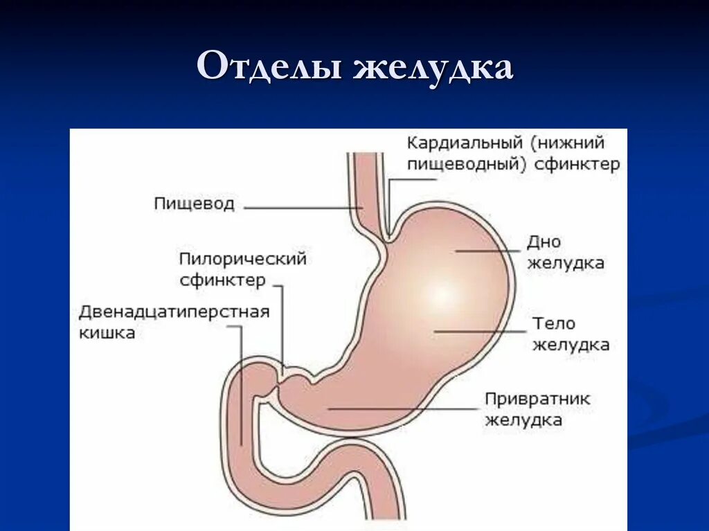 Сфинктер образован. Строение желудка привратник. пилорический сфинктер желудка. строение желудка пилорус. строение желудка анатомия привратник.