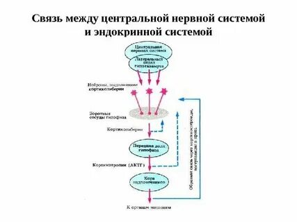Связи между органами