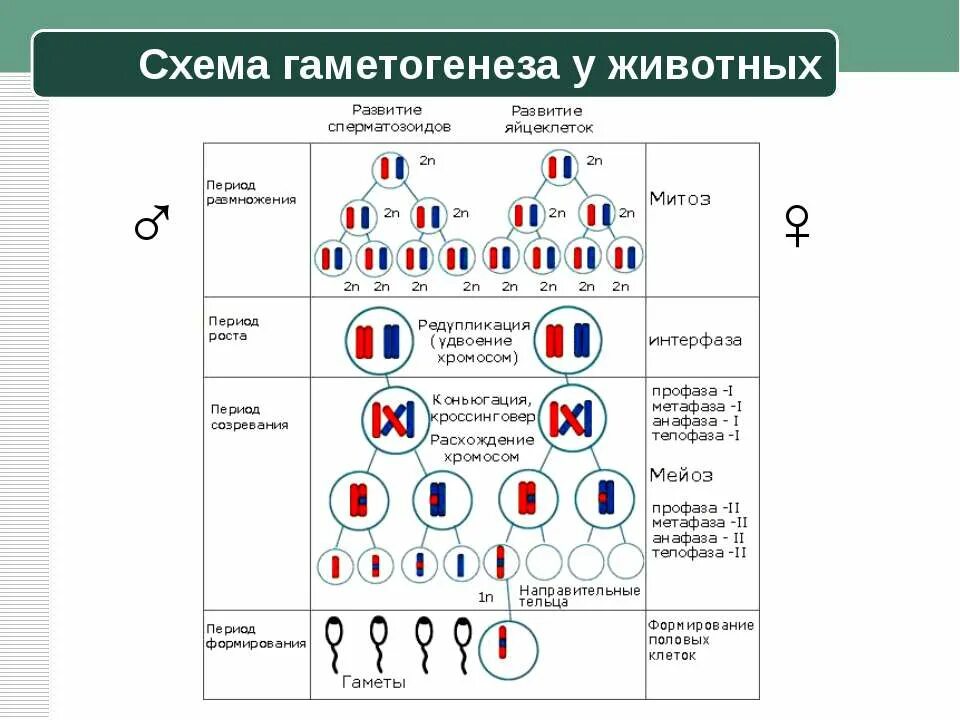 Набор генетического материала и тип половых клеток. Половая клетка набор хромосом и днк. Овогенез набор хромосом. Фазы сперматогенеза схема. Сперматогенез.