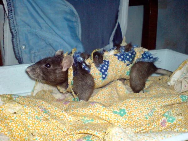 Крыса. Воротник для крысы после операции. Жилетка для домашней крысы. Одежда для крыс после операции. Послеоперационная попона для крысы.