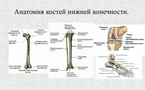 Кости нижней конечности на латыни
