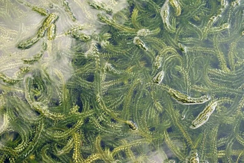 К водорослям относят элодею