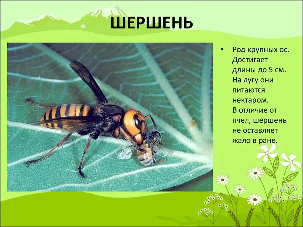 Насекомые картинки с описанием. Сообщение о насекомых. Презентация на тему насекомые. Проект насекомые. Текст про насекомых