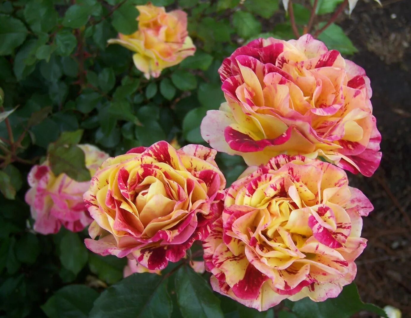 Розы флорибунда floribunda. Розы флорибунда сорта. Розы флорибунда floribunda. Розы флорибунда floribunda. Розы флорибунда floribunda.