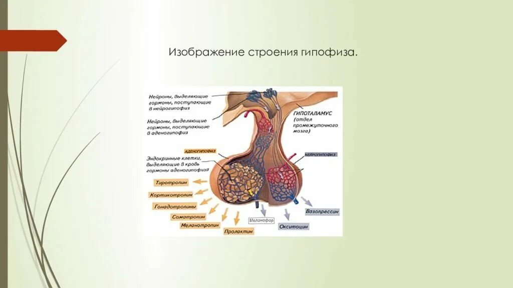 Гипофиз строение доли. Анатомические структуры передней доли гипофиза. Гипофиз строение и функции анатомия. Пример гипофиза