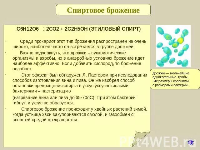 Схема брожения бактерий. Брожение дрожжей. Брожение виды брожения. Процесс брожения бактерии. Брожение в кишечнике лечение