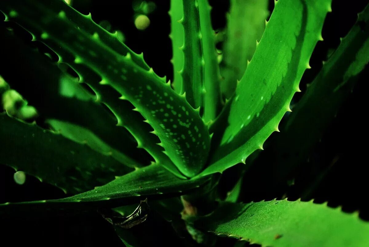 Green aloe. Алоэ гарипензис. Алоэ перфолиатум.