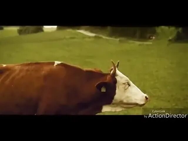 Видео про коров для детей. Клип с коровами. Корова видео 1989. Корова видео 1989. Бешеная корова.