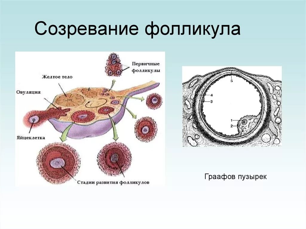 Созревание фолликула в яичнике происходит. Строение незрелого фолликула. Схема созревания фолликула. Яичник овариальный цикл. Яичники стадии созревания фолликулов.