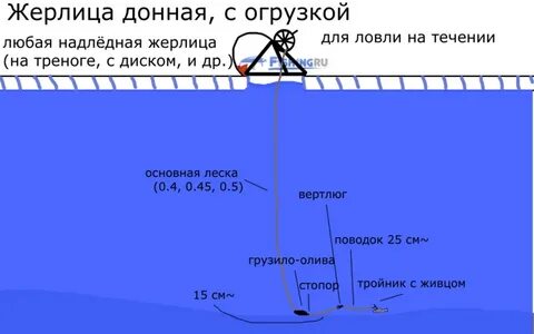 Сколько жерлиц на человека