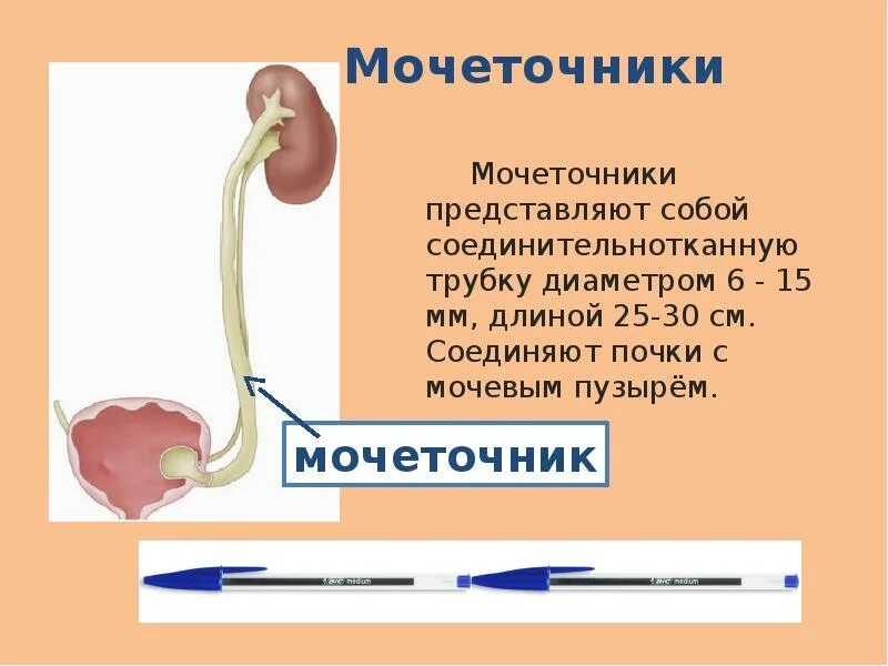 Мочеточник вопросы. Мочеточники человека. Строение мочеточника. Процесс мочеточника. Функции мочеточника человека.