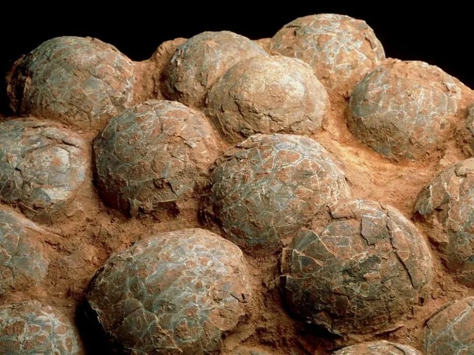 Fossil egg