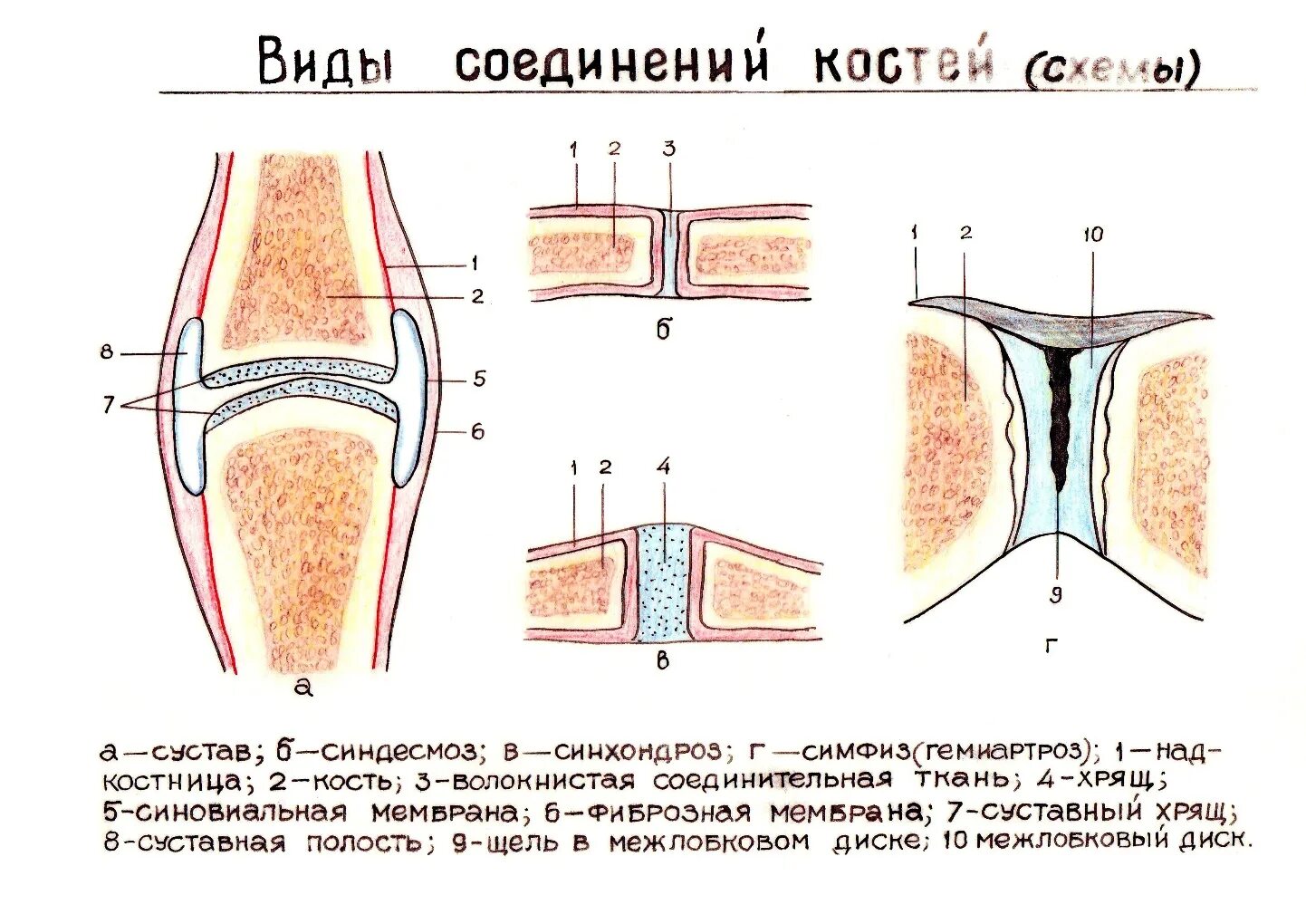 Фиброзные соединения костей схема. Прерывные соединения костей анатомия. Типы соединения костей строение сустава. Непрерывные фиброзные соединения костей рисунок. Сустав 2 соединение костей