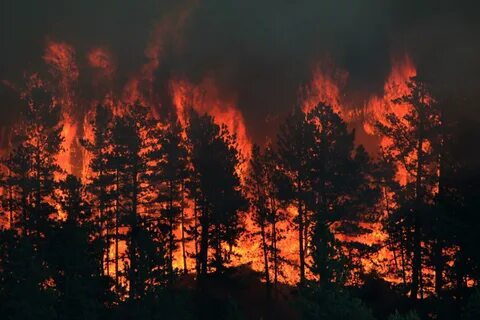 Forest fire