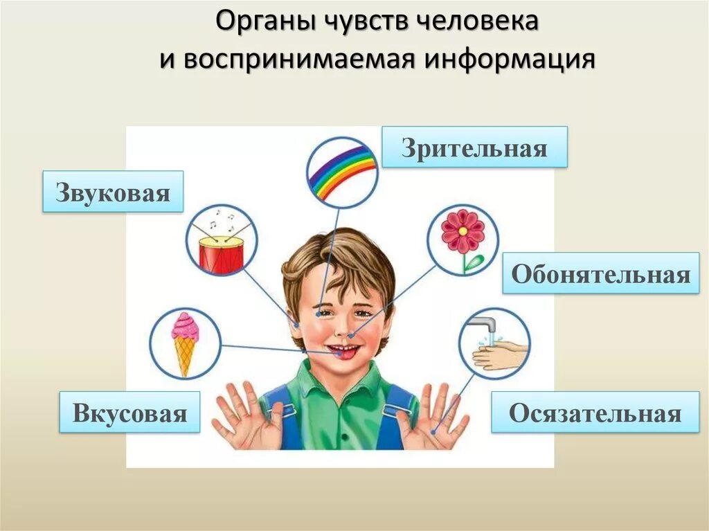 Органы чувств примеры. Органы чувств. Все органы чувств человека. Система органов чувств человека. Основные органы чувств у человека.