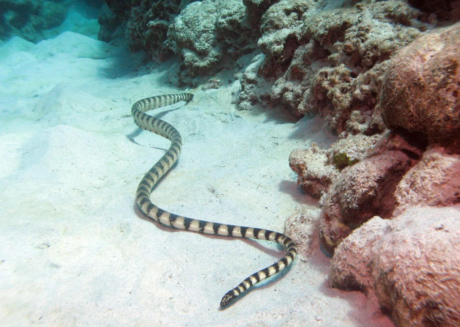 Кольчатый плоскохвост. Морская змея на Бали. Морская змея Белчера. Ластохвост Белчера.