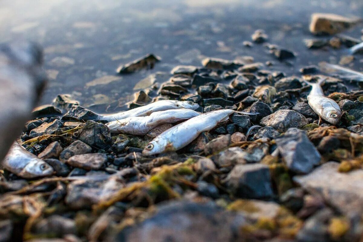 В воде гибнут. Загрязнение моря Лаптевых. Мертвая рыба на берегу. Мор рыбы.