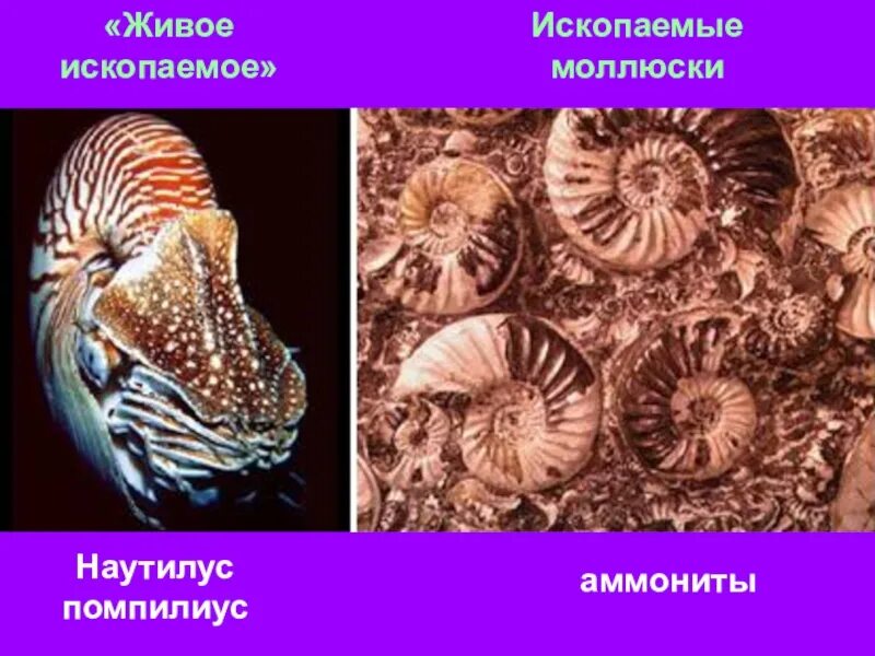 Живые ископаемые семинар. Ископаемые моллюски. Живые ископаемые окаменелости. Наутилус живое ископаемое. Ископаемые окаменелости Наутилус.