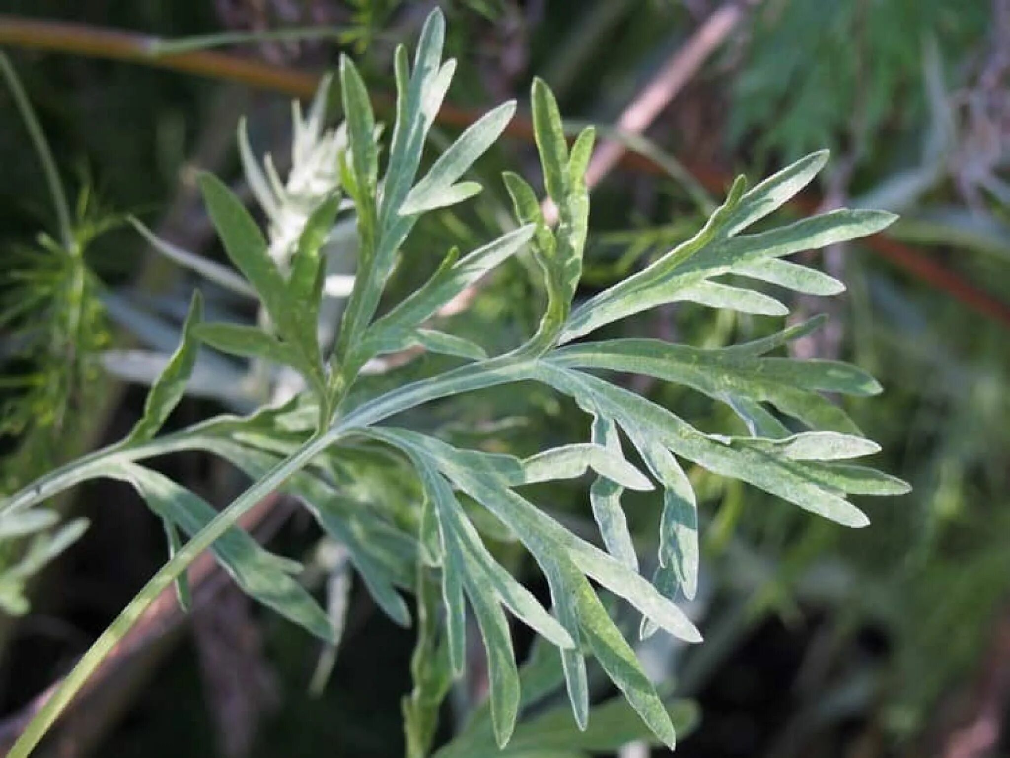 Полынь горькая. Полынь горькая лрс. Полынь обыкновенная. Полынь горькая лрс. Листьев полыни горькой.