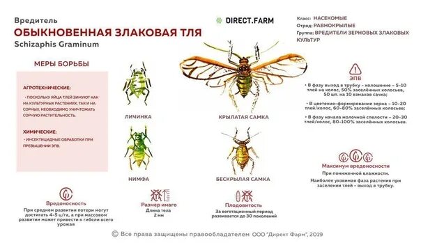 Какое развитие у тли. Цикл развития тли обыкновенной. Тля фазы развития. Жизненный цикл тли схема. Этапы развития тли.