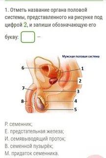 Половая система егэ