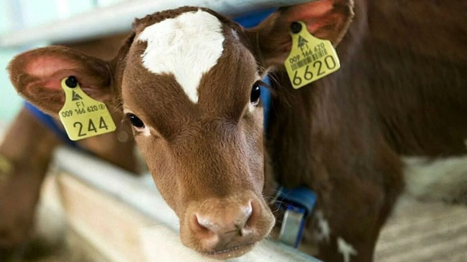 Корова с ушными бирками. Маркировка и учет животных. Бирки и чипы для телят. Чип для крс. Телята с бирками.