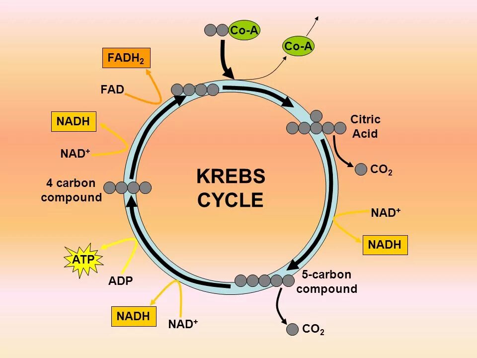 Цикл кребса в митохондриях. Цикл Кребса. Krebs Cycle. Цикл Кребса в матриксе митохондрий. Цикл Кребса ЕГЭ биология.