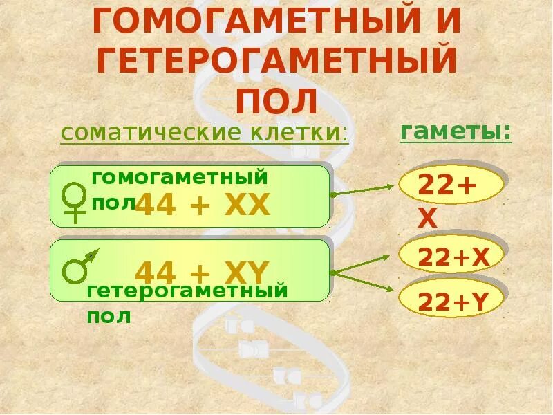 Какой пол называют гомогаметным и какой гетерогаметный. Какой пол называют гомогаметным и какой гетерогаметный