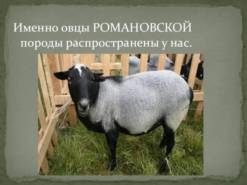 Романовская порода овец характеристика описание. Ягнята романовской породы. Грубошерстные породы овец романовская. Сараджинская порода овец. Овцеводство романовская порода.
