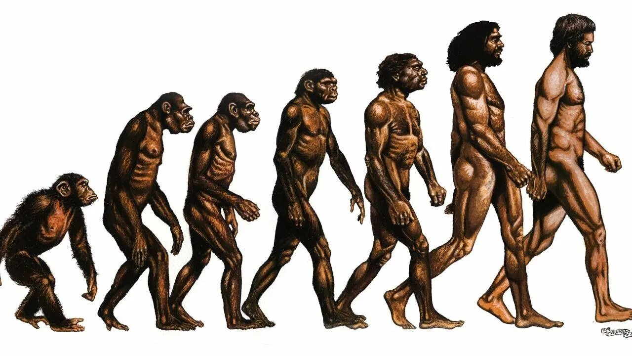 Теория эволюции Дарвина. Предки людей виды