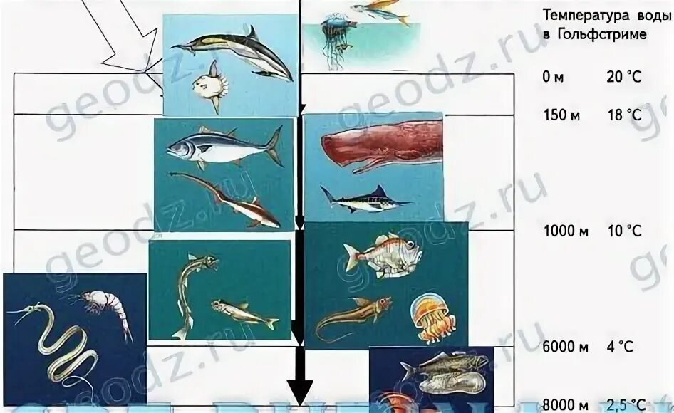 Схема жизнь в океане. Жизнь в океане схема. Устройство глубины океана 5 класс. Схема глубинных зон океана 5 класс география. Определитель морских животных география 5 класс Летягин.