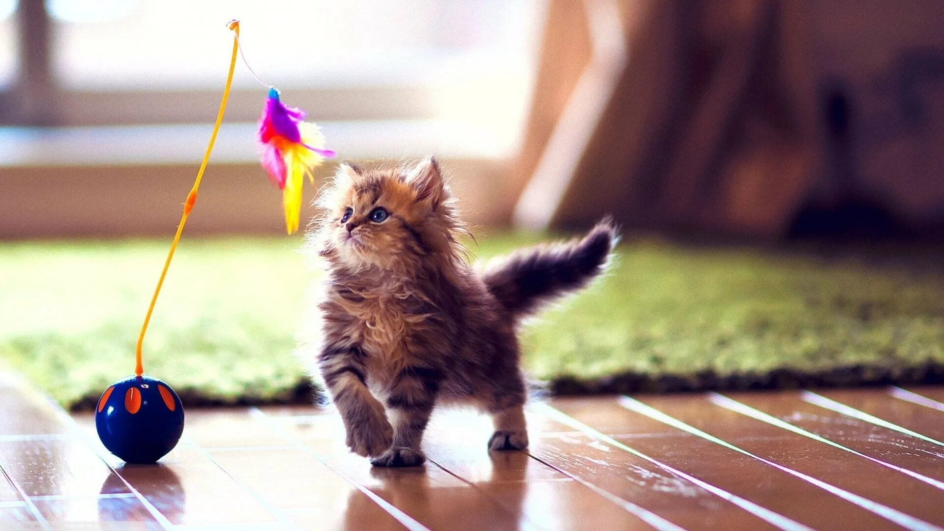 Картинки играющего котенка