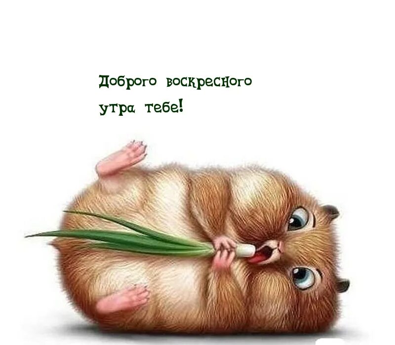 Доброе утро воскресенье картинки прикольные смешные. Доброе утро воскресенье картинки прикольные смешные