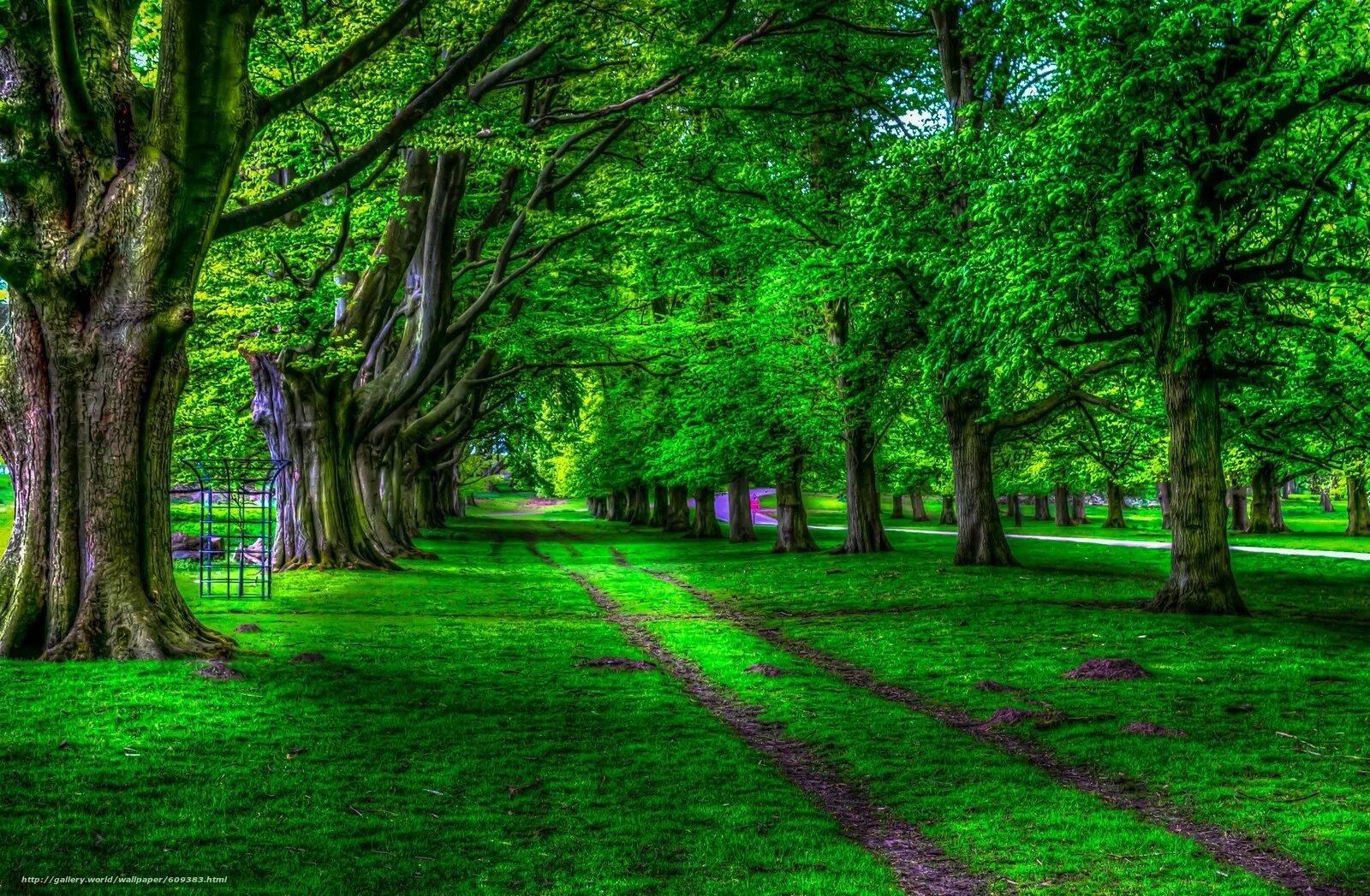 There are many trees in the park