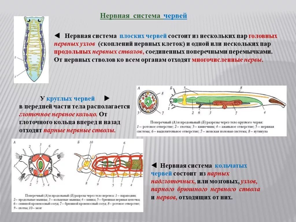 У круглых червей отсутствует. Нервная система плоских круглых и кольчатых червей. Нервная система кольчатых червей 7 класс таблица. Нервная система кольчатых червей круглых червей и плоских. Нервная система плоских червей таблица.