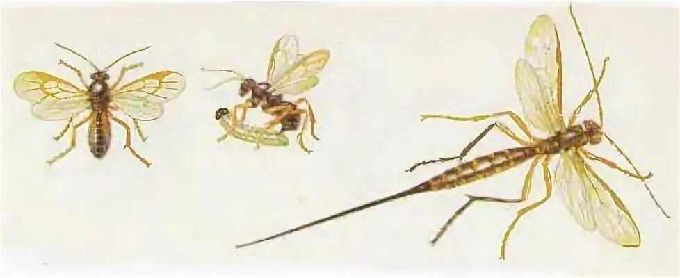 Наездник апантелес. Жук белянковый наездник. Наездник офион. Апантелес беляночный. Аммофила подёнка.