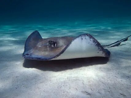 Stingray's