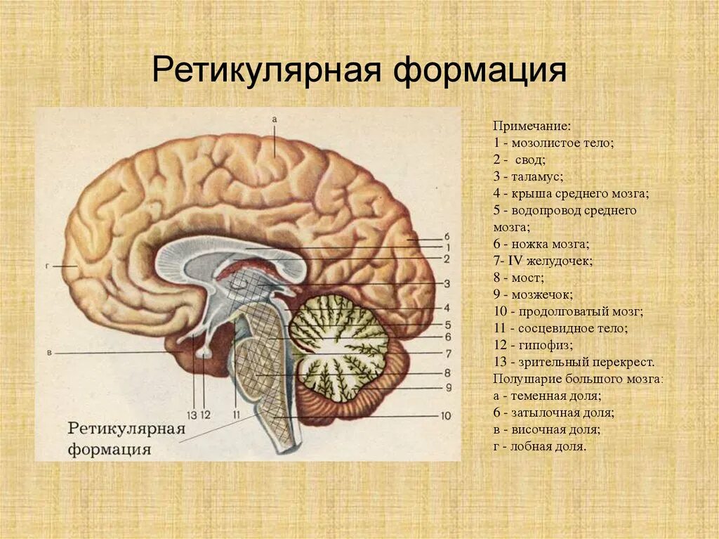 Ретикулярная формация ствола головного мозга. Ретикулярная формация головного мозга функции. Ретикулярная формация ствола мозга анатомия. Строение мозолистого.