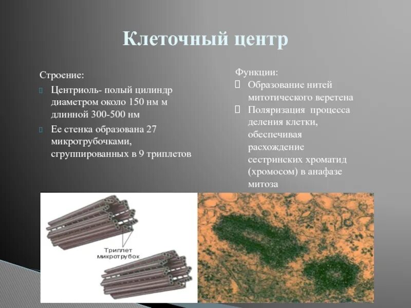 Центриоли клеточного центра функции. Биология клеточный центр строение и функции. Клеточный центр строение и функции. Строение клетки клеточный центр строение и функции.